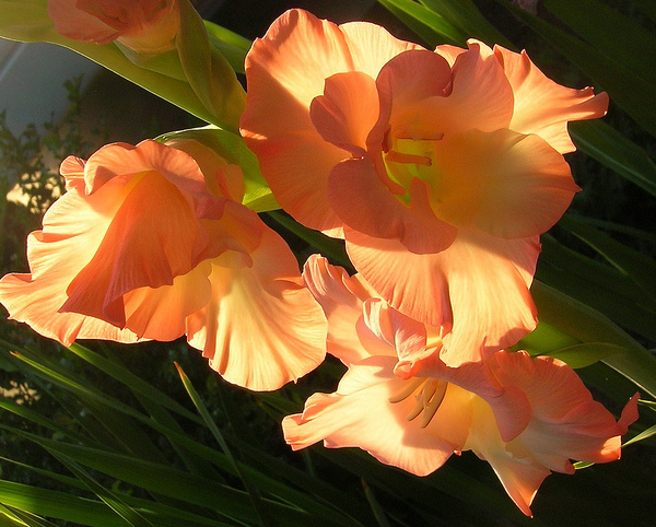 Gladiolus With Morning Sunlight  Flickr - Photo Sharing! (600x482, 714Kb)