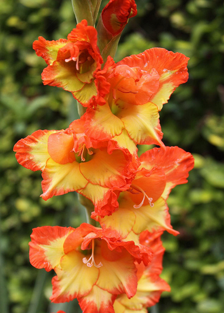 Gladiolus spp.  Flickr - Photo Sharing! (450x629, 764Kb)