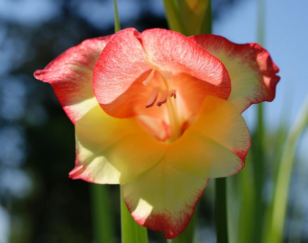 2011-07-30_Gladiolus  Flickr - Photo Sharing! (600x475, 591Kb)