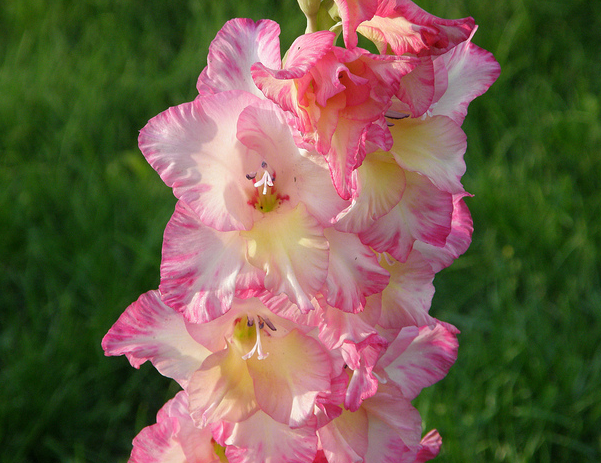 Gladiolus 047  Flickr - Photo Sharing! (601x463, 751Kb)