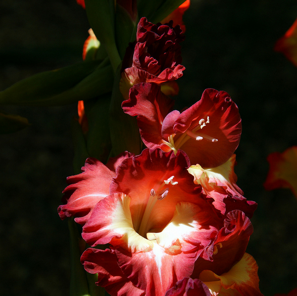 gladiolus  Flickr - Photo Sharing! (600x599, 683Kb)