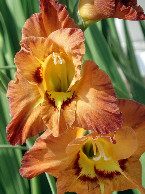 Gladiolus - Abbie  Flickr - Photo Sharing! (475x634, 809Kb)