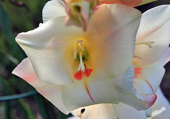 Gladiolus Bloom 001  Flickr - Photo Sharing! (599x419, 629Kb)