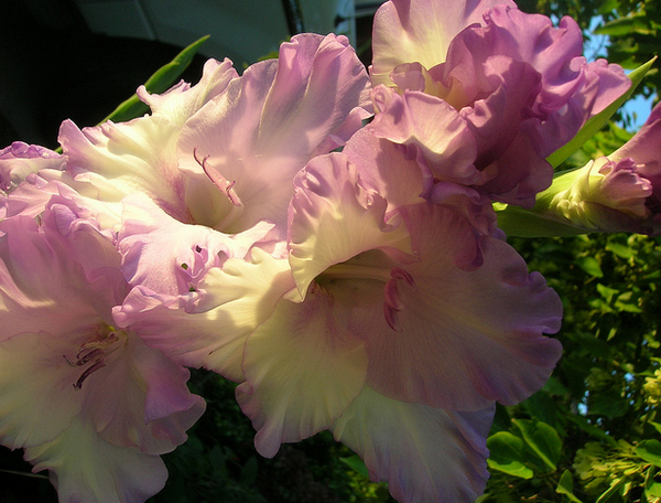 Gladiolus Flower  Flickr - Photo Sharing! (600x456, 698Kb)