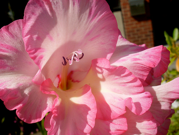 gladiolus pink flower  Flickr - Photo Sharing! (600x454, 691Kb)
