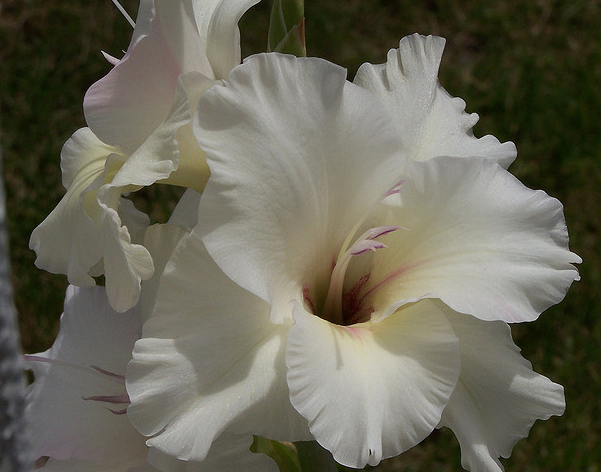 Neighbor's gladiolus  Flickr - Photo Sharing! (601x472, 583Kb)
