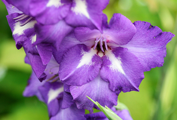 gladioli  Flickr - Photo Sharing! (601x410, 647Kb)