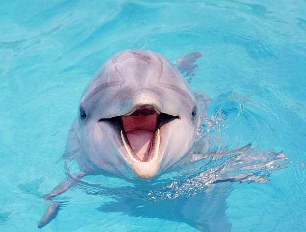 dolphin-talk-zoom (600x455, 204Kb)