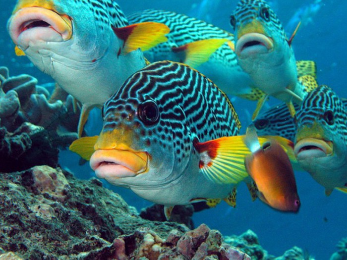 Картинки по запросу подводный мир красного моря