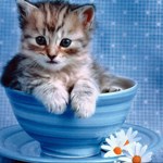  cat_wallpaper_21_1024_768-desktopnexus-com (150x150, 15Kb)