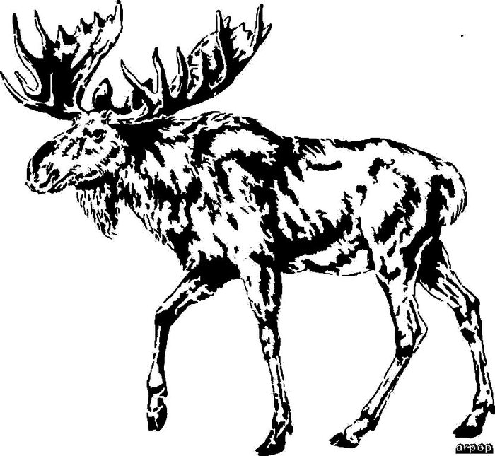 moose1 (700x645, 88Kb)