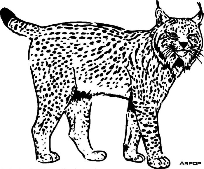 SpanishLynx (700x577, 103Kb)