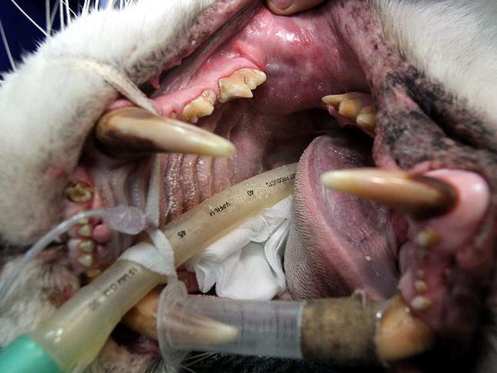 052790-tiger-root-canal (700x525, 108Kb)