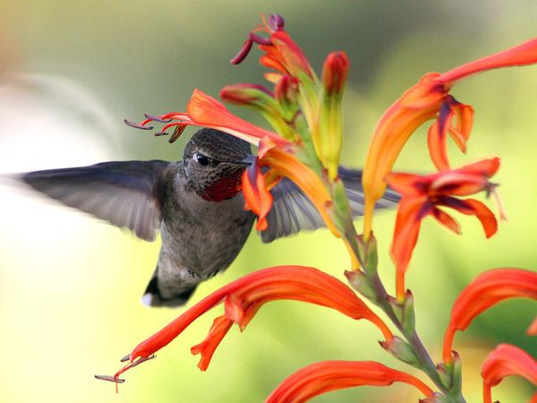 hummingbird-getting-pollen_18370_600x450 (600x450, 37Kb)