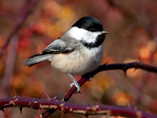 little-chickadee_18373_600x450 (600x450, 30Kb)