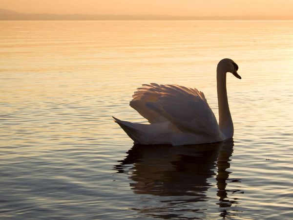 sunset-swan_12553_600x450 (600x450, 38Kb)