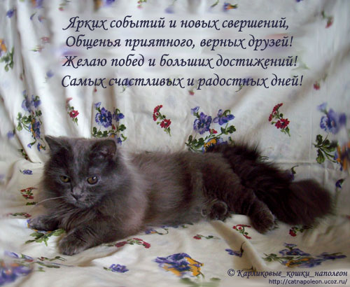 С днем рождения с кошками поздравление открытки с 67