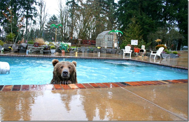bearinpool_3 (644x416, 110Kb)