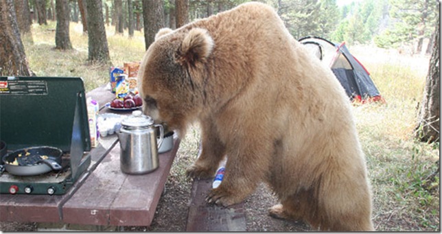 bearpicnic_3 (644x341, 83Kb)