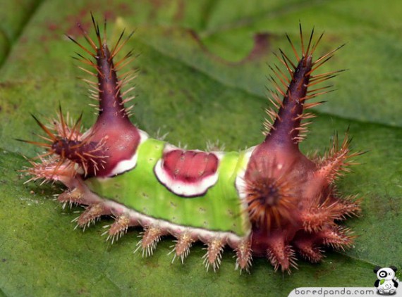 1328202740_caterpillar_15 (570x422, 64Kb)