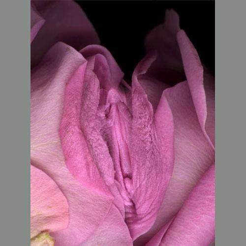 роза (500x500, 26Kb)