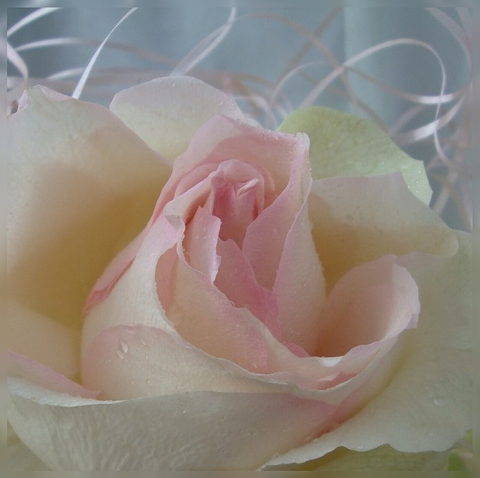 благоухала роза белорозовая.... (699x696, 69Kb)