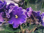  Photo-00034 (640x480, 80Kb)