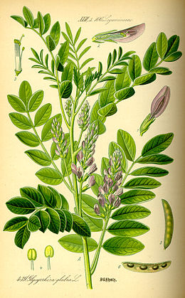 Glycyrrhiza (260x419, 46Kb)