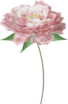  Noshay_Yes_El11 (454x700, 176Kb)