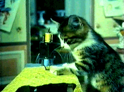 cat-sewing (500x369, 494Kb)