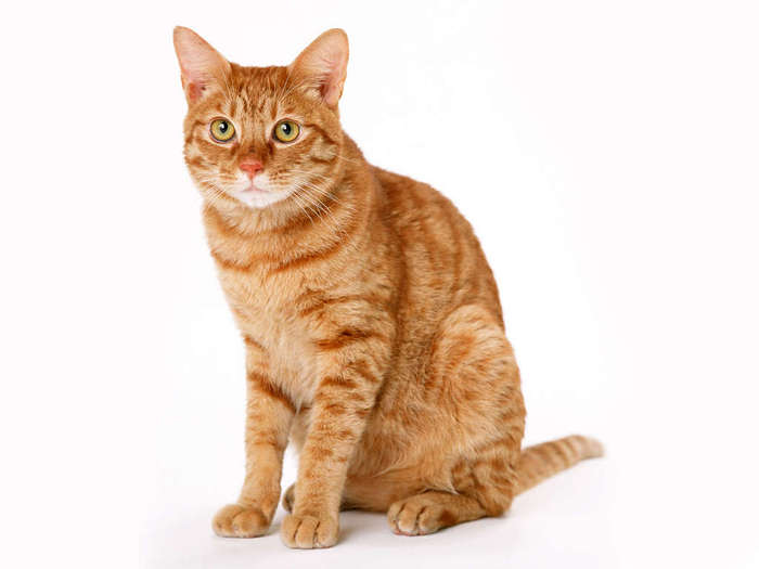 cats_6 _40_ (700x525, 26Kb)