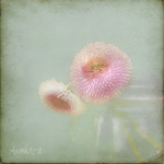  5574434286_5f15b8c60e_b (700x700, 240Kb)
