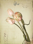  5455214649_1488f0abb7_b (525x700, 194Kb)