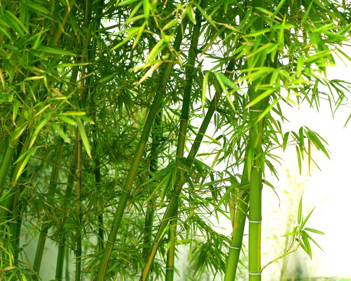 Green-fresh-bamboo_1280x1024 (700x560, 218Kb)