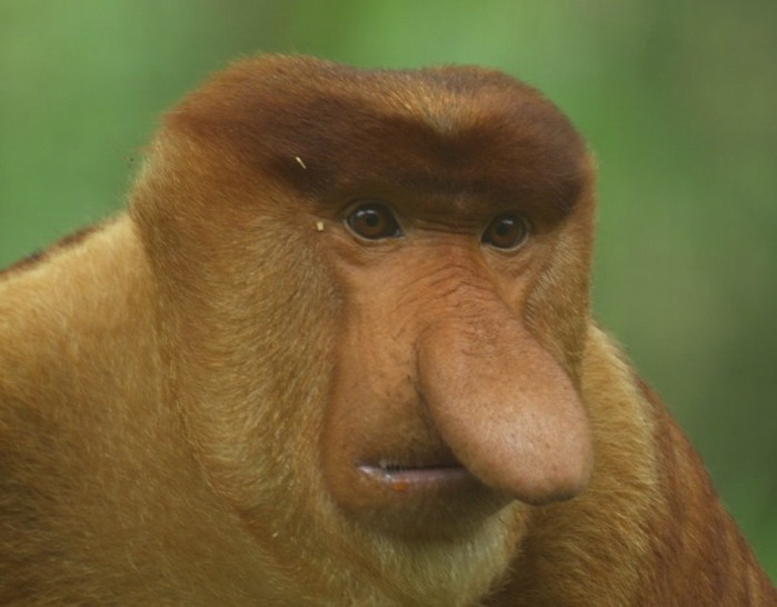 long-nose-monkey2 (700x546, 64Kb)