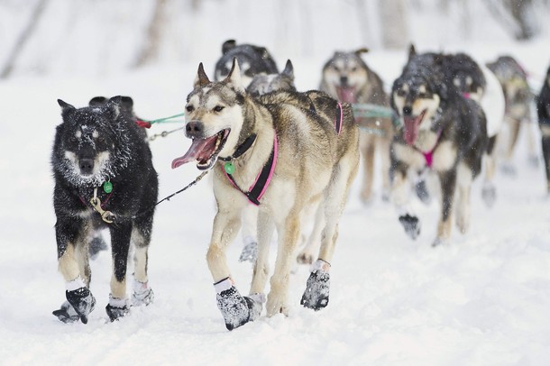 Гонки на собачьих упряжках (40th Iditarod Trail Sled Dog Race) в центре города Анкоридж, Аляска, 3 марта 2012 года./3327457_208 (610x406, 56Kb)