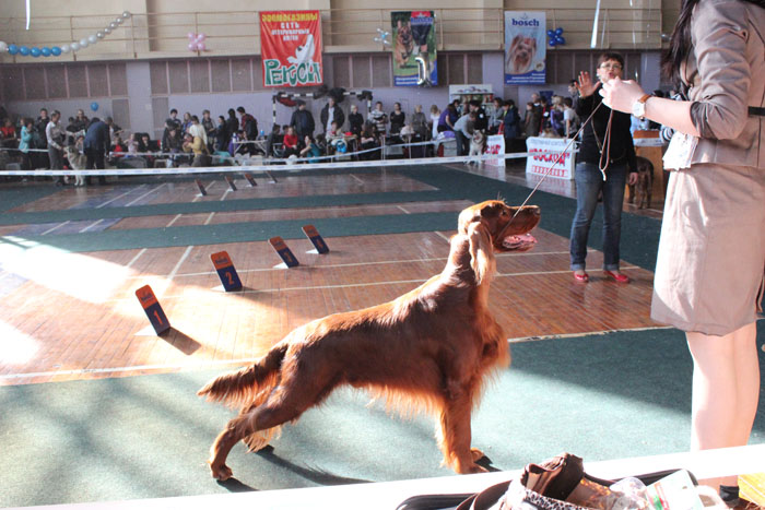 3-4 марта 2012 - 2 выставки «Discovery Dog Show»  и «Серебряная капель»  - Страница 3 84326524_large_2073980_IMG_3551