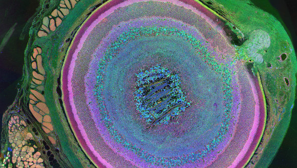 554992440 (600x340, 133Kb)