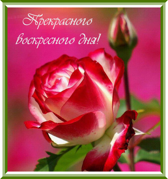 3768849_voskre_prekr (656x700, 161Kb)