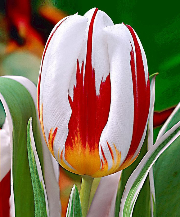 Tulip 'Happy Generation'  Beautiful (580x700, 456Kb)