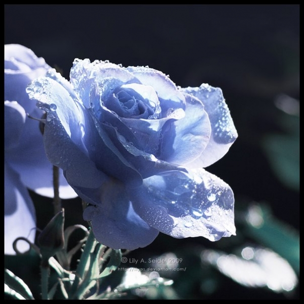 14 голубая роза (600x600, 201Kb)