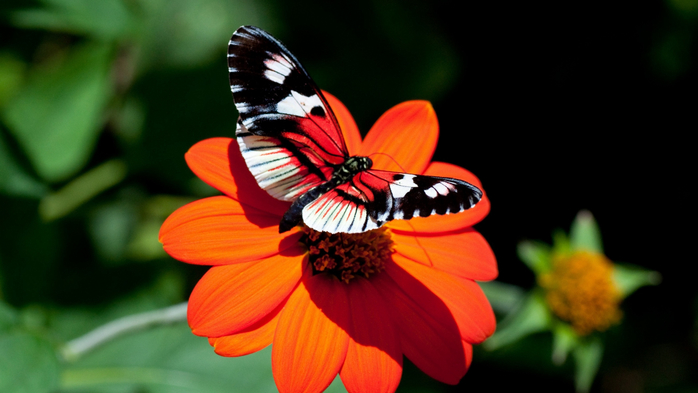 бабочки и цветы 11 (700x393, 234Kb)