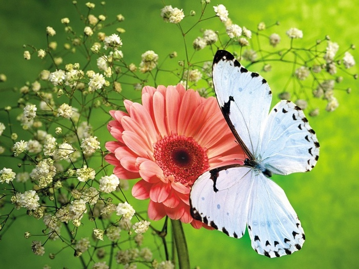 бабочки и цветы 13 (700x525, 401Kb)