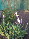 20150525_191827 (525x700, 462Kb)