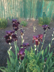 20150525_191845 (525x700, 466Kb)