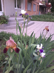 20150525_192206 (525x700, 415Kb)