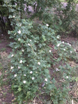 20150525_192258 (525x700, 483Kb)