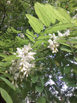 20150525_192233 (525x700, 487Kb)