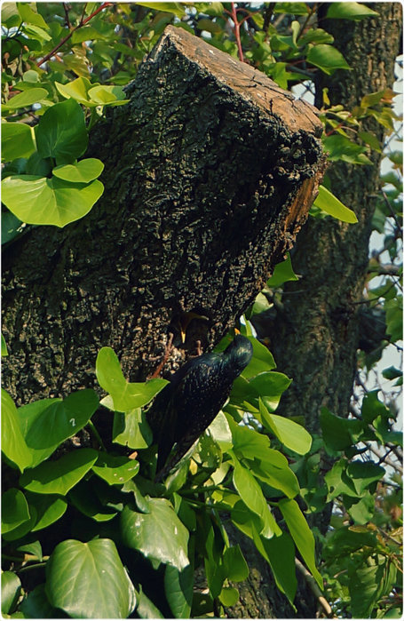 2 (455x700, 130Kb)