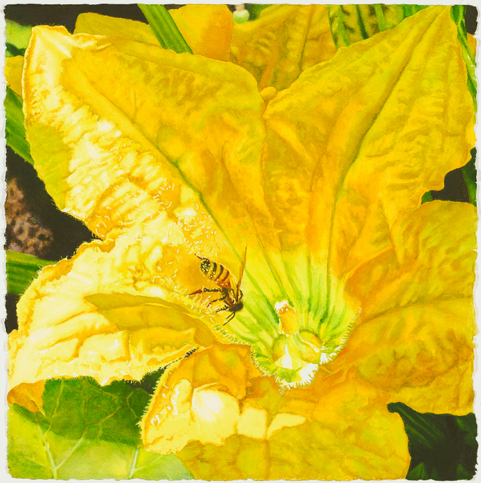 Bee-and-Squash-Blossom (697x700, 751Kb)